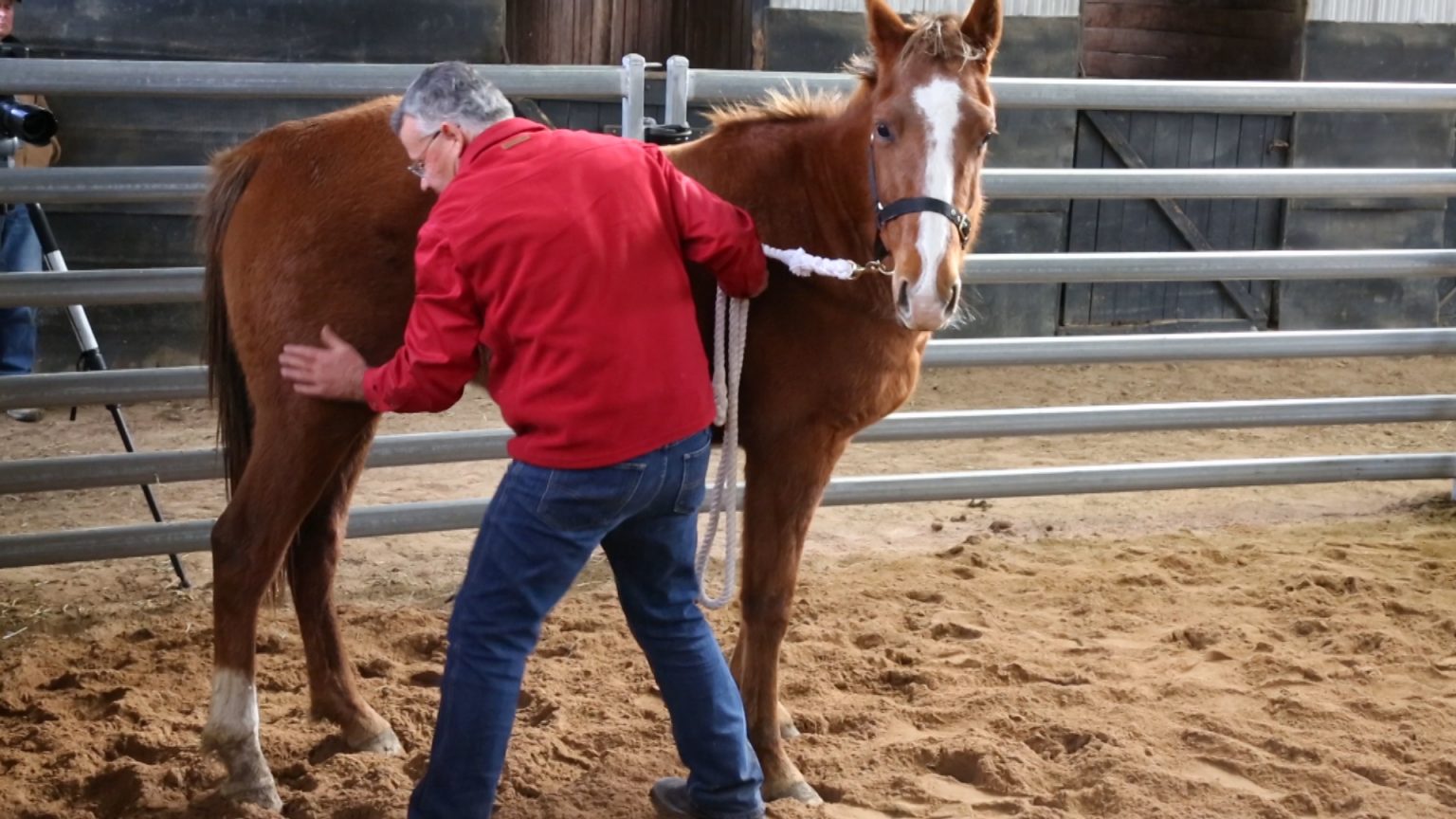 How To Overcome Horse Problems - Fear Free Horse Training