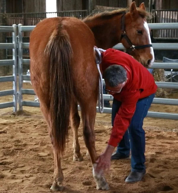 Starting a Horse Under Saddle Online Clinic - Image 4