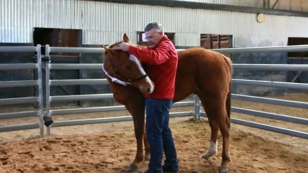 Starting a Horse Under Saddle Online Clinic - Image 2