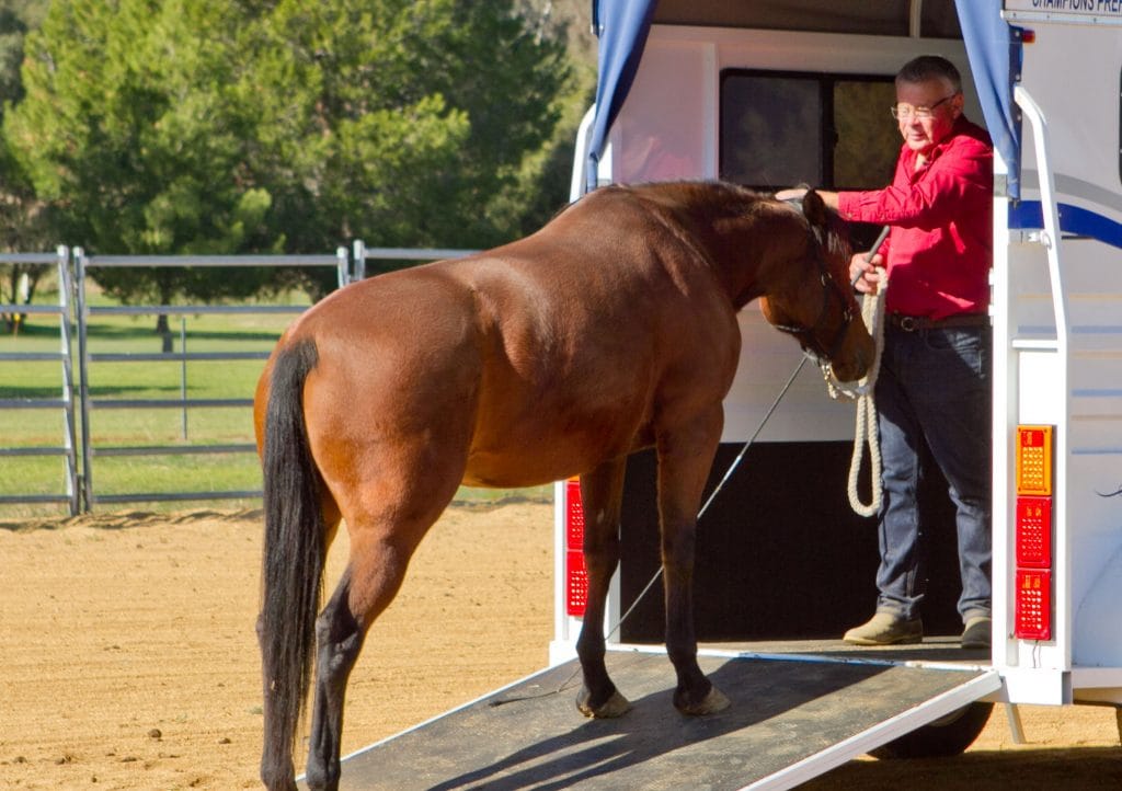 Fear-free Fundamentals For Every Horse And Rider Online Clinic - Fear ...